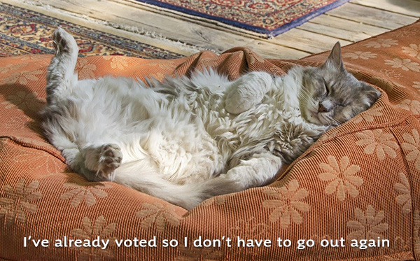 cat relaxing becuase its already voted